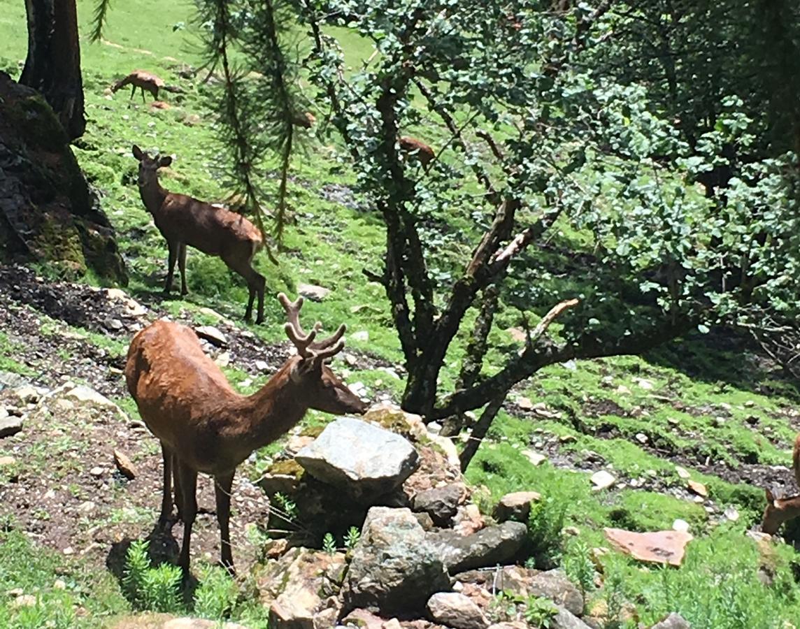B/B La Locanda Delle Pulci Mezzana  Dış mekan fotoğraf